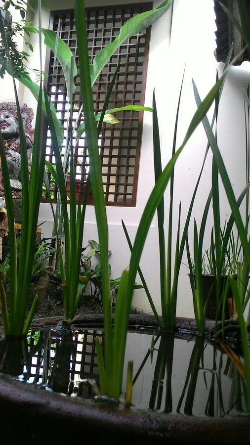 Threewin Homestay أوبود المظهر الخارجي الصورة